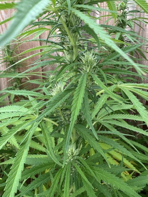 Genius Juice x C99 Outdoor Grow. Week 17