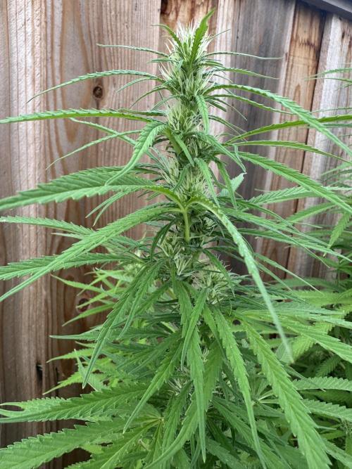 Genius Juice x C99 Outdoor Grow. Week 17