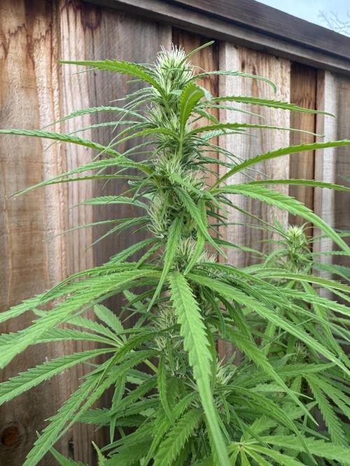 Genius Juice x C99 Outdoor Grow. Week 17