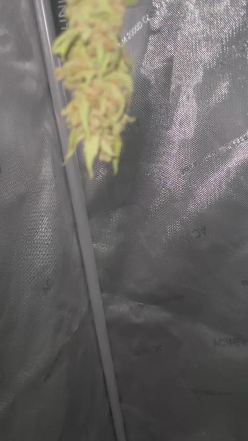 Frostbanger Outdoor