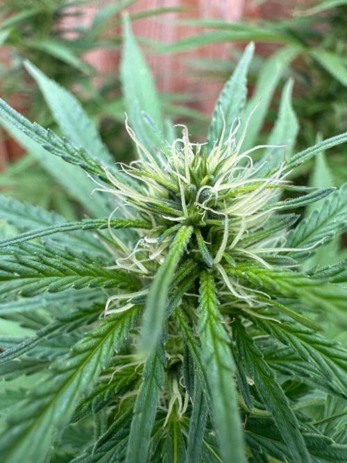 Genius Juice x C99 Outdoor Grow. Week 18