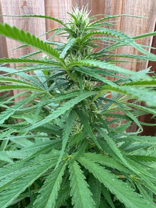Genius Juice x C99 Outdoor Grow. Week 18