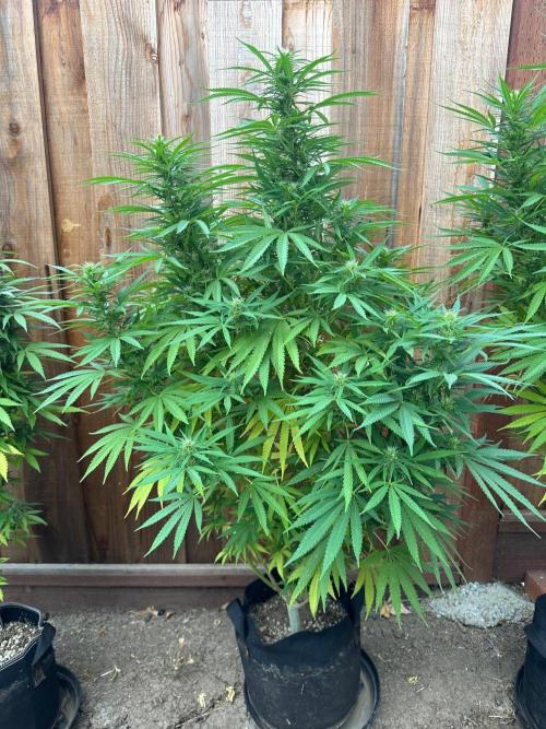 Genius Juice x C99 Outdoor Grow. Week 18