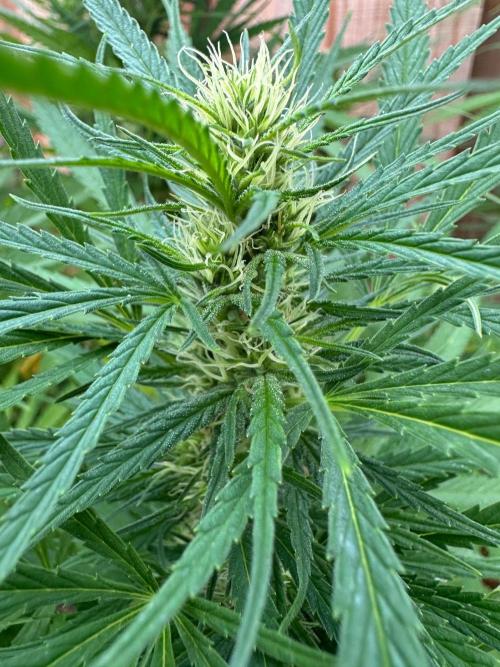 Genius Juice x C99 Outdoor Grow. Week 18