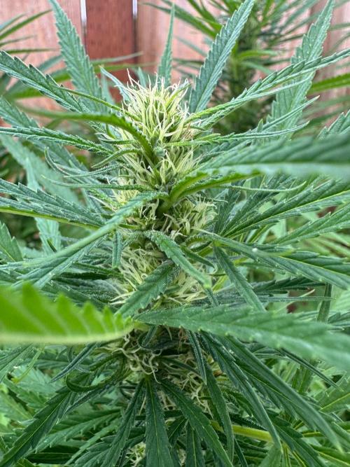 Genius Juice x C99 Outdoor Grow. Week 18