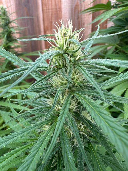 Genius Juice x C99 Outdoor Grow. Week 18