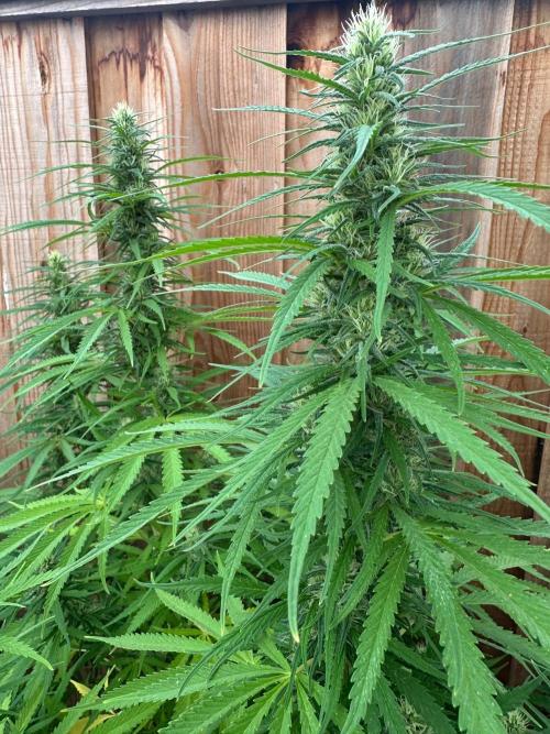 Genius Juice x Cinderella 99. Week 18