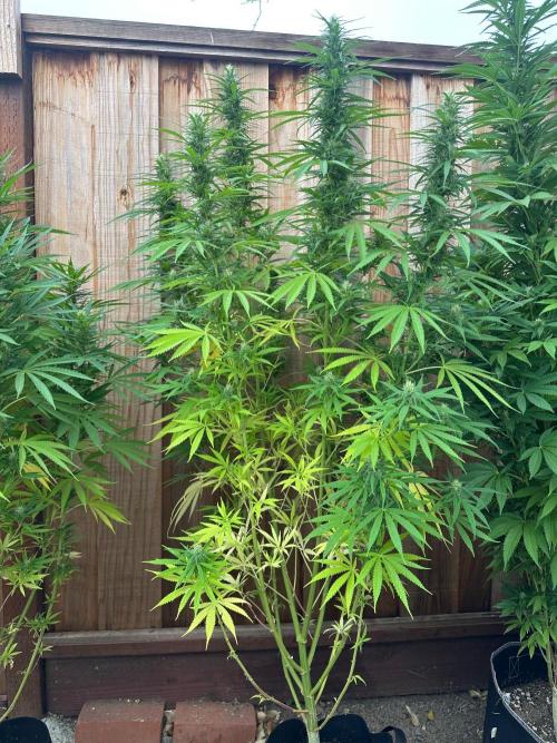 Genius Juice x C99 Outdoor Grow. Week 18