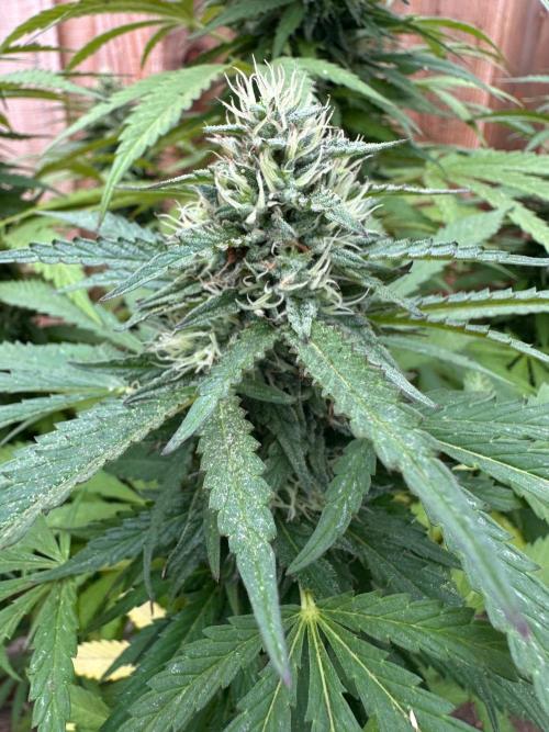Fast Buds Mix Pack FF Outdoor. Week 18