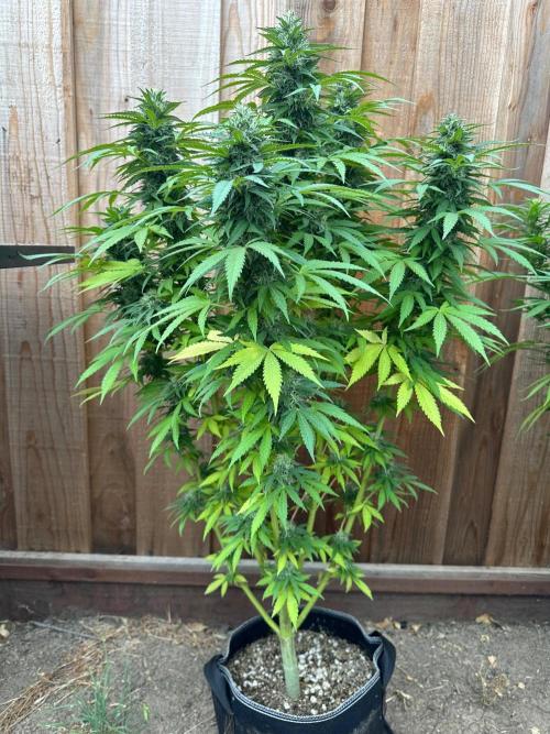 Fast Buds Mix Pack FF Outdoor. Week 18