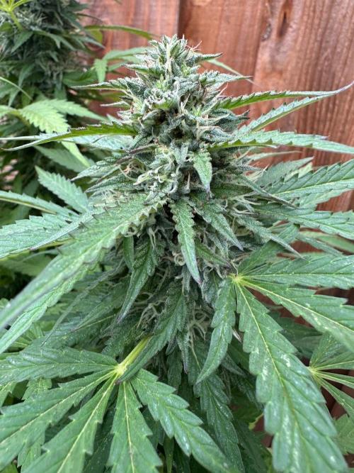 Fast Buds Mix Pack FF Outdoor. Week 18