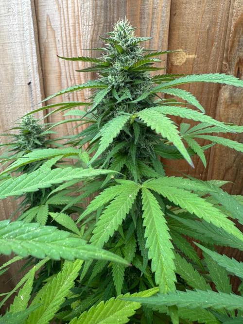 Fast Buds Mix Pack FF Outdoor. Week 18