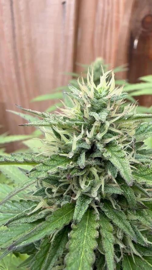 Fast Buds Mix Pack FF Outdoor