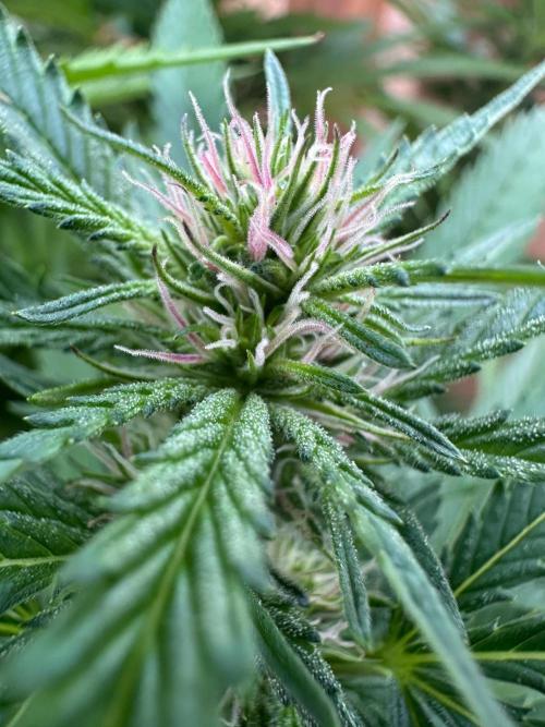 Gorilla Melon Outdoor Grow. Week 18