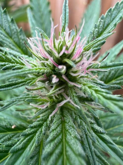 Gorilla Melon Outdoor Grow. Week 18