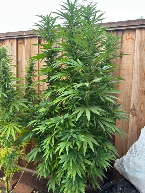 Gorilla Melon Outdoor Grow. Week 18