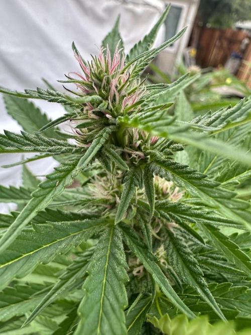 Gorilla Melon Outdoor Grow. Week 18