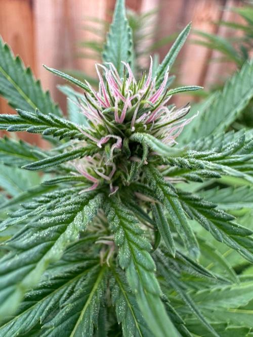 Gorilla Melon Outdoor Grow. Week 18