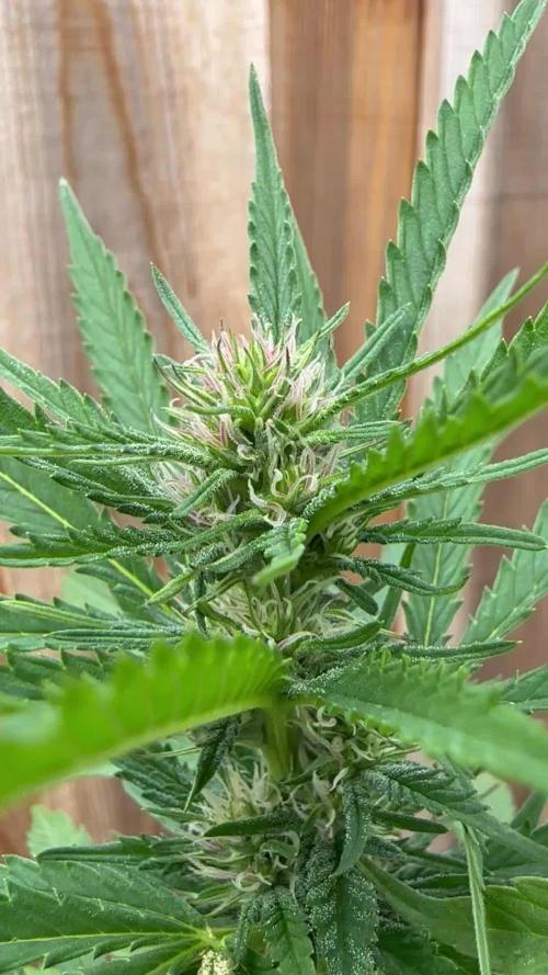 Gorilla Melon Outdoor Grow