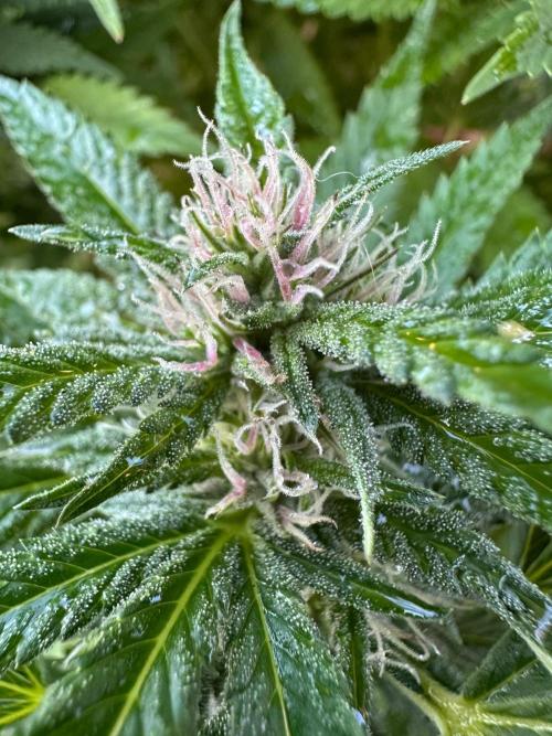 Gorilla Melon Outdoor Grow. Week 19