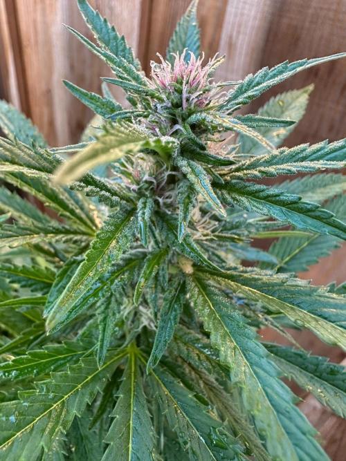 Gorilla Melon Outdoor Grow. Week 19