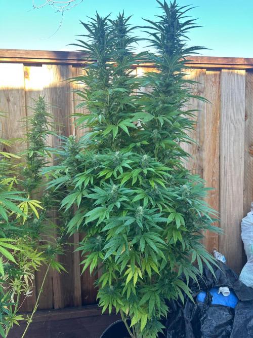 Gorilla Melon Outdoor Grow. Week 19