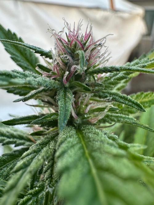 Gorilla Melon Outdoor Grow. Week 19