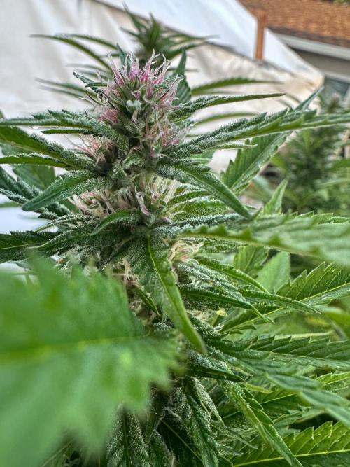 Gorilla Melon Outdoor Grow. Week 19