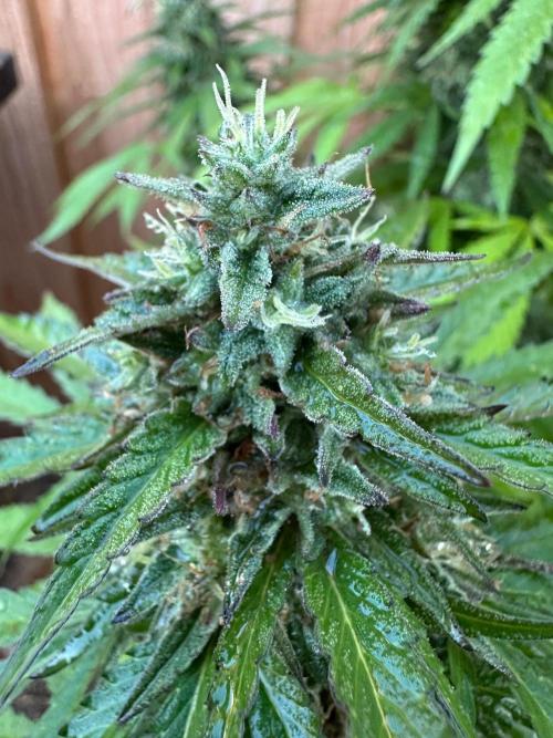 Fast Buds Mix Pack FF Outdoor. Week 19