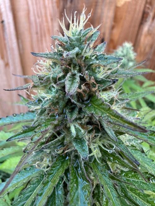 Fast Buds Mix Pack FF Outdoor. Week 19