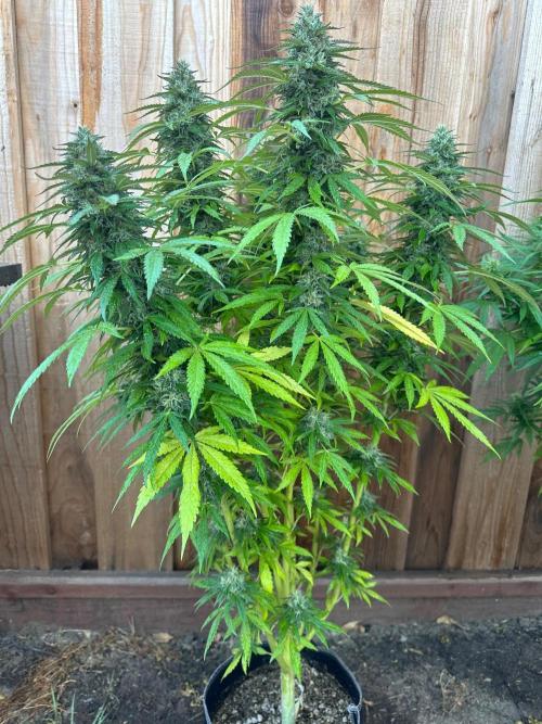 Fast Buds Mix Pack FF Outdoor. Week 19