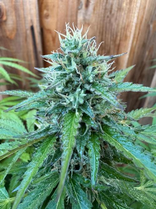 Fast Buds Mix Pack FF Outdoor. Week 19