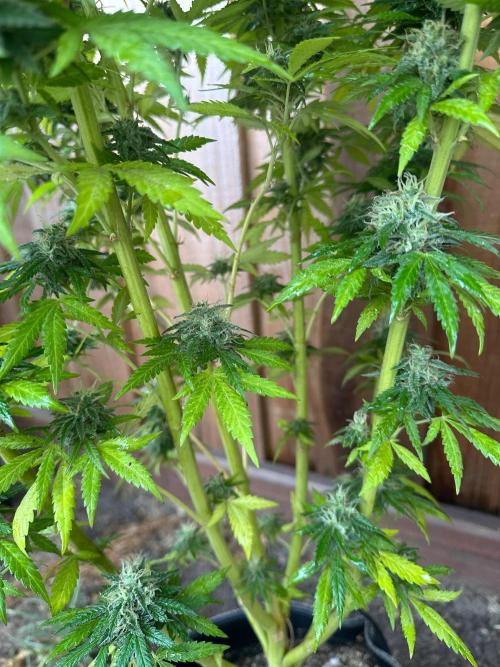 Fast Buds Mix Pack FF Outdoor. Week 19