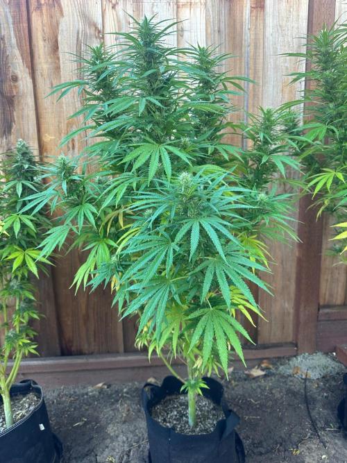 Genius Juice x C99 Outdoor Grow. Week 19