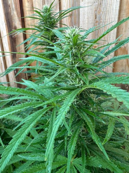 Genius Juice x C99 Outdoor Grow. Week 19