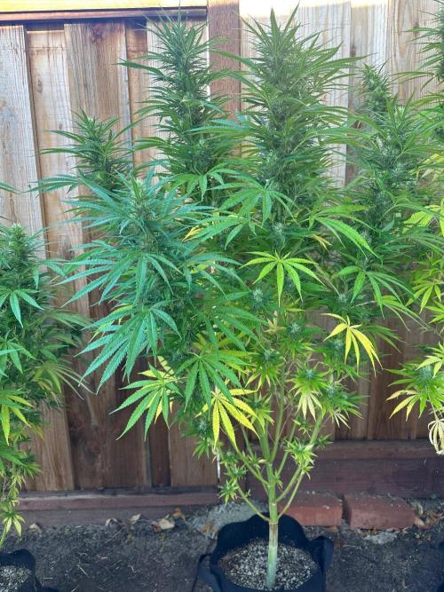 Genius Juice x C99 Outdoor Grow. Week 19