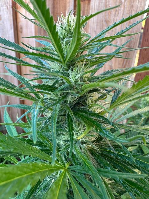 Genius Juice x C99 Outdoor Grow. Week 19