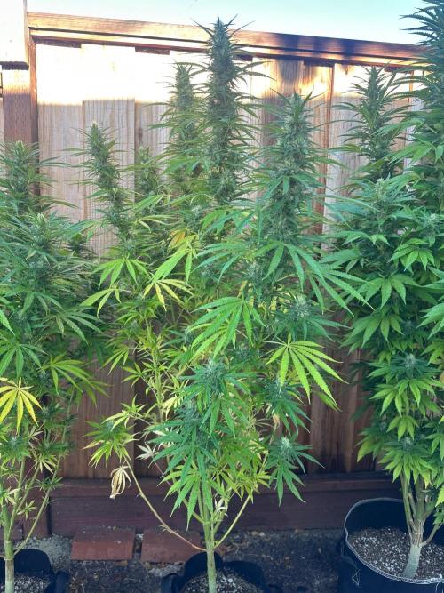 Genius Juice x C99 Outdoor Grow. Week 19