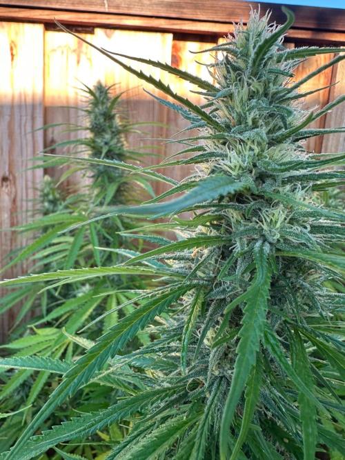 Genius Juice x C99 Outdoor Grow. Week 19