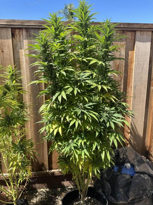 Gorilla Melon Outdoor Grow. Week 20