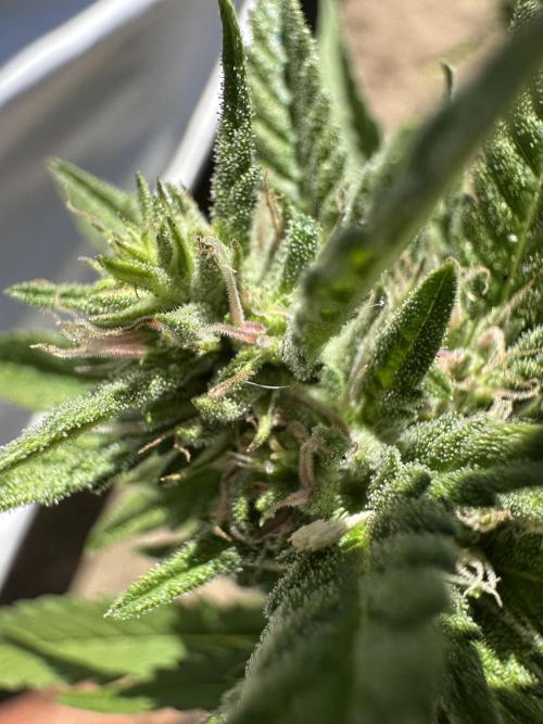 Gorilla Melon Outdoor Grow. Week 20