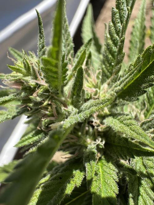Gorilla Melon Outdoor Grow. Week 20