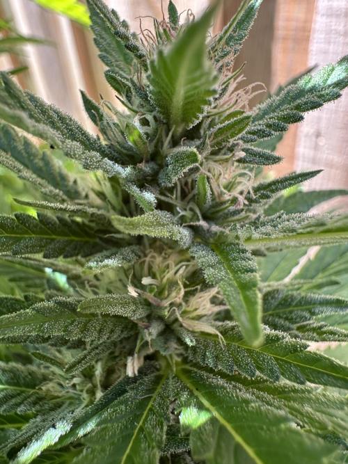 Gorilla Melon Outdoor Grow. Week 20