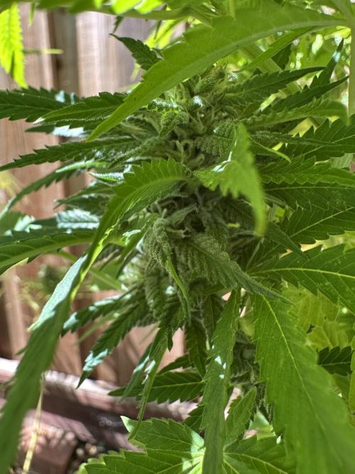 Gorilla Melon Outdoor Grow. Week 20