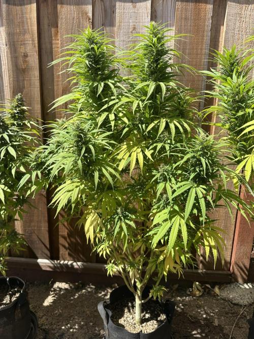 Genius Juice x C99 Outdoor Grow. Week 20