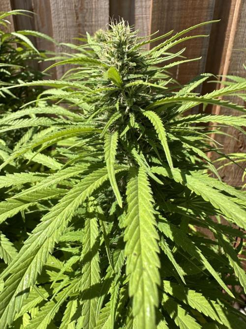 Genius Juice x C99 Outdoor Grow. Week 20