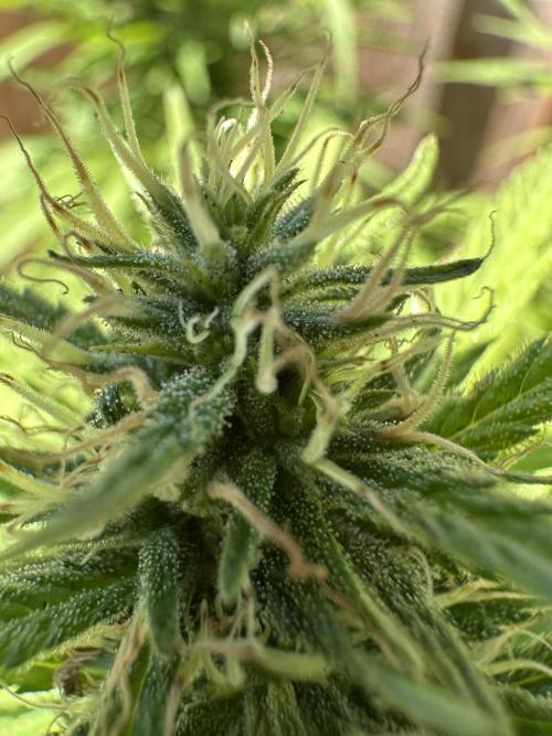 Genius Juice x C99 Outdoor Grow. Week 20