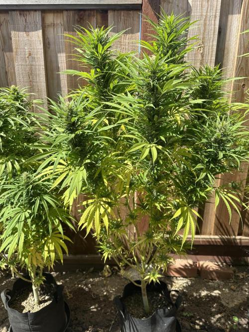 Genius Juice x C99 Outdoor Grow. Week 20