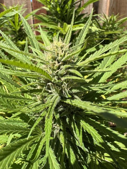 Genius Juice x C99 Outdoor Grow. Week 20