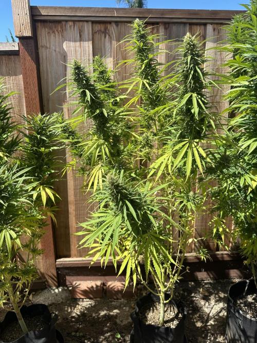 Genius Juice x C99 Outdoor Grow. Week 20